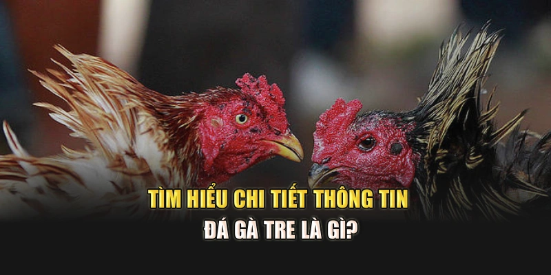 Tìm hiểu chi tiết thông tin đá gà tre là gì?